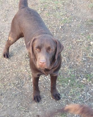 cucciolona di labrador e 
