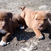 Cuccioli maschi di Pitbull