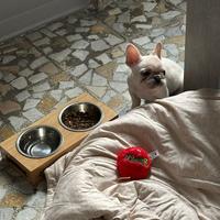 Bouledogue francese exotic