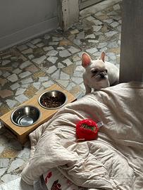 Bouledogue francese exotic