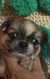Chihuahua