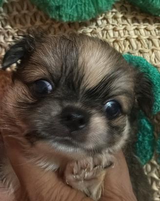 Chihuahua