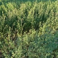Erba Medica