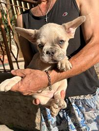 Maschietto bulldog francese merle fawn