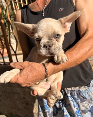 Maschietto bulldog francese merle fawn