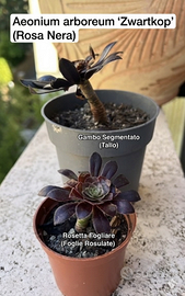 Aeonium Aboreum “Rosa nera”