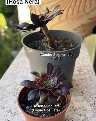 Aeonium Aboreum “Rosa nera”