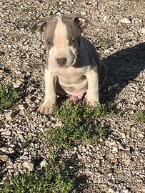 Amstaff