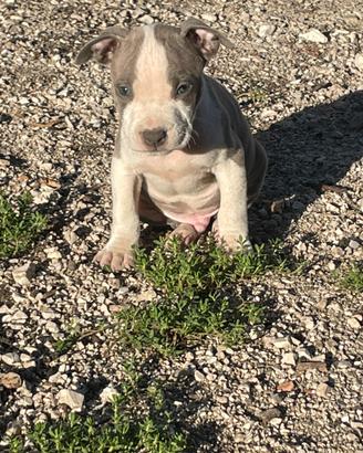 Amstaff