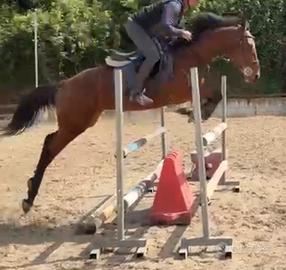 Cavalla Salto ostacoli