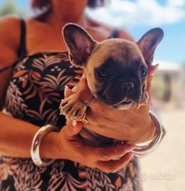 Bulldog francese cuccioli
