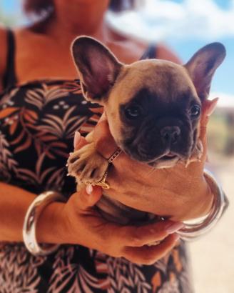 Bulldog francese cuccioli
