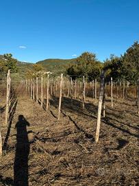 Terreno con deposito : ideale per azienda agricola