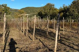 Terreno con deposito : ideale per azienda agricola