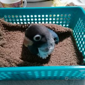 Inseparabili personata blu