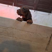 Dobermann