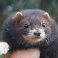 Furetto