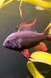 Ramirezi