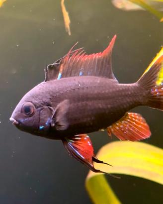 Ramirezi