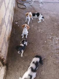 Cuccioli breton