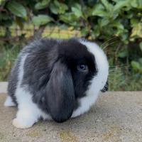 Coniglio Minilop Femmina