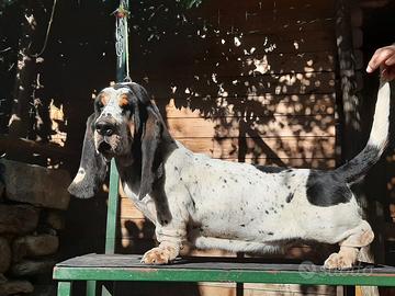 Cuccioli bassethound