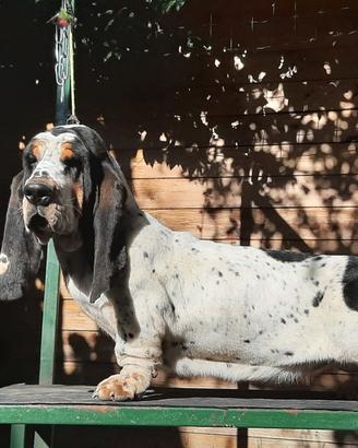 Cuccioli bassethound