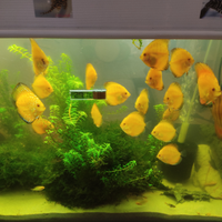 Pesci acquario discus