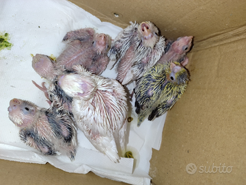 Calopsite pulli da imbecco