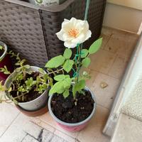 Pianta di Rosa Bianca