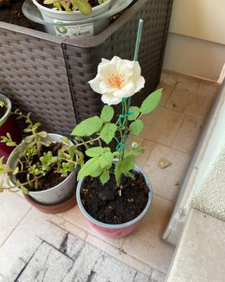 Pianta di Rosa Bianca