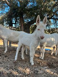 Asinelli dell'Asinara