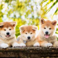 Akita inu