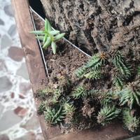 tronco naturale compreso piantine grasse