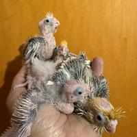 Pappagalli Calopsite