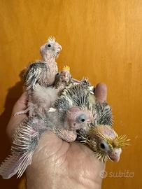 Pappagalli Calopsite