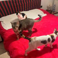 Gattino adozione