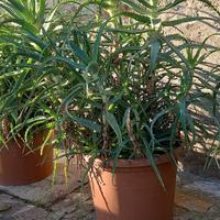 Piante biologiche ed invasate di Aloe Arborescens