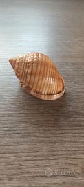 Conchiglia vuota