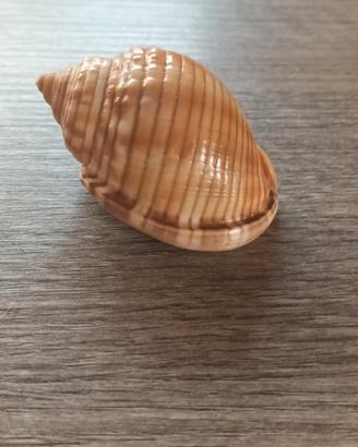 Conchiglia vuota