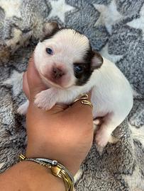 Chihuahua femmina