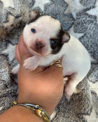 Chihuahua femmina