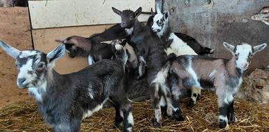 Capre/capretti e caprette