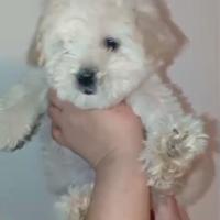 Maltipoo
