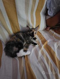 Maine coon cuccioli con pedigree AFSI