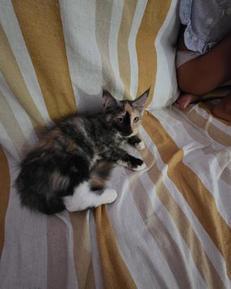 Maine coon cuccioli con pedigree AFSI