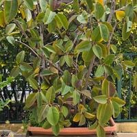 Pianta ficus elastica con vasi 