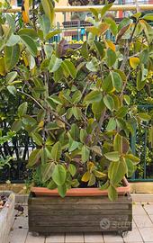 Pianta ficus elastica con vasi 