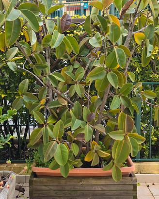 Pianta ficus elastica con vasi 