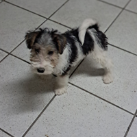 Cuccioli di Fox Terrier con pedigree